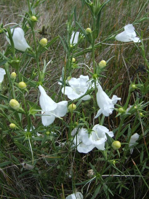 Agalinis heterophylla (Prairie agalinis) #31273