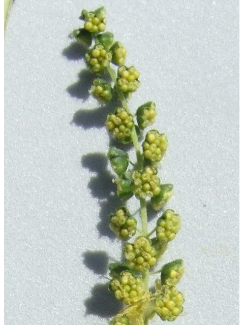 Ambrosia trifida (Great ragweed) #31277