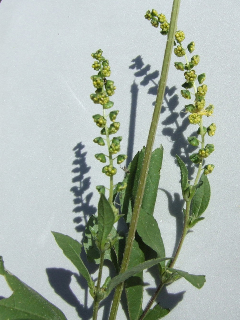 Ambrosia trifida (Great ragweed) #31278