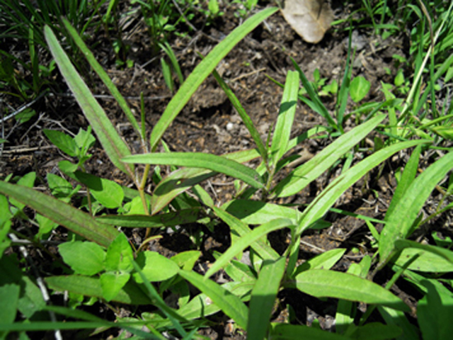 Aristolochia erecta (Swanflower) #31282