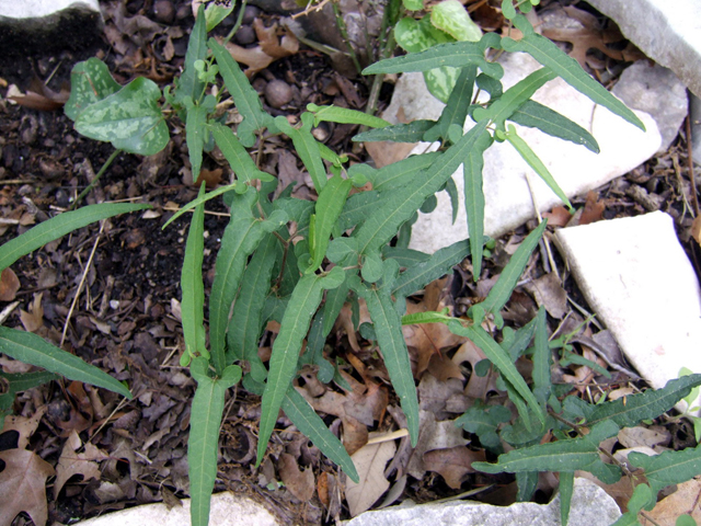Aristolochia serpentaria (Virginia snakeroot) #31284
