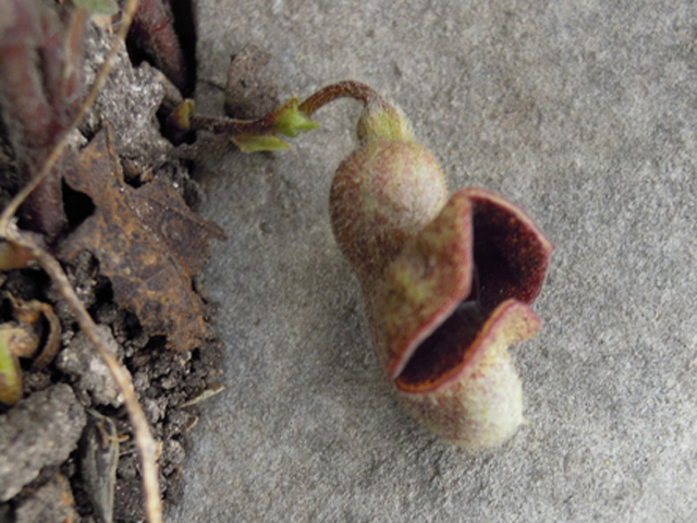 Aristolochia serpentaria (Virginia snakeroot) #31287