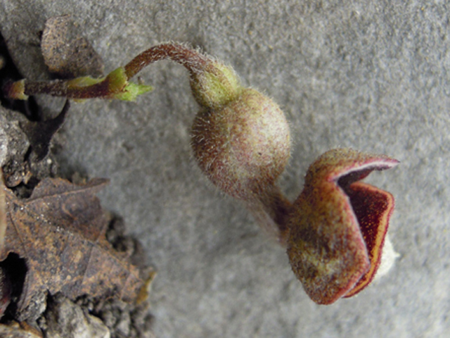 Aristolochia serpentaria (Virginia snakeroot) #31288