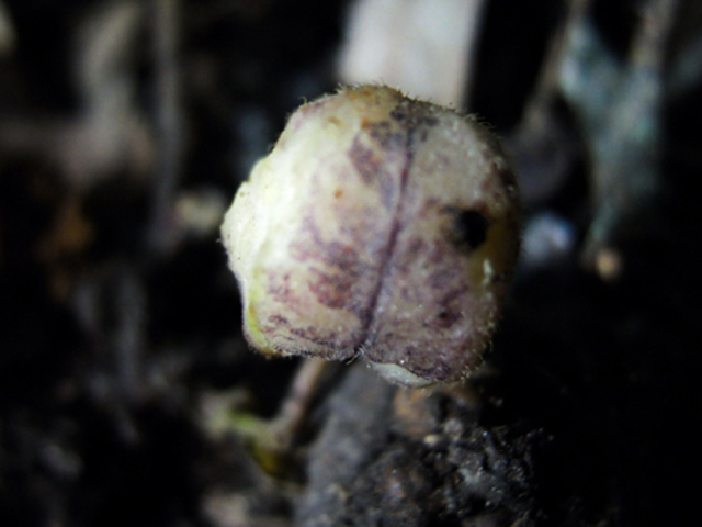 Aristolochia serpentaria (Virginia snakeroot) #31289