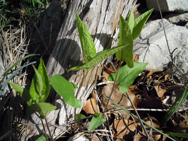 Aristolochia serpentaria (Virginia snakeroot) #31290