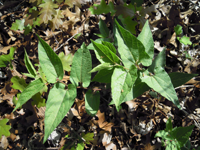 Aristolochia serpentaria (Virginia snakeroot) #31291