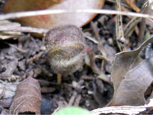 Aristolochia serpentaria (Virginia snakeroot) #31292