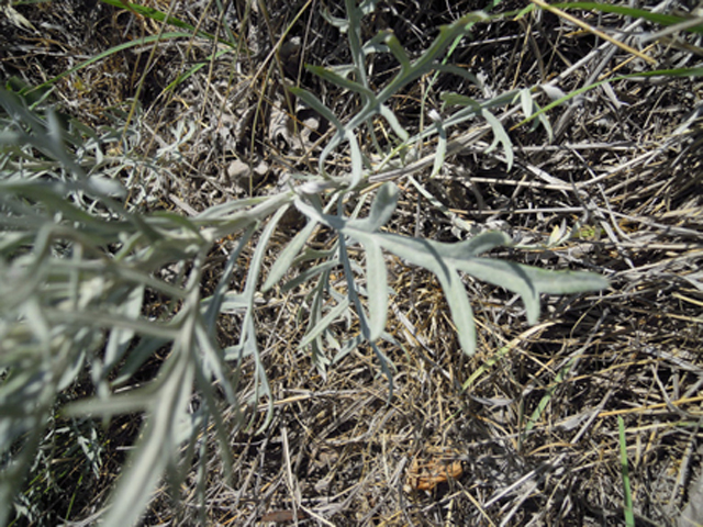 Artemisia ludoviciana ssp. albula (White sagebrush) #31294