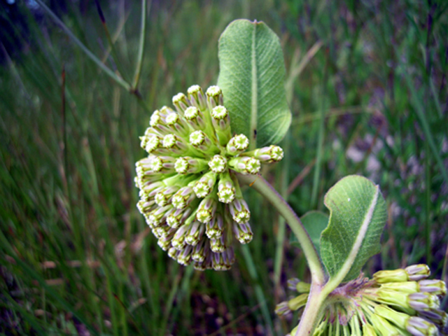 Asclepias viridiflora (Green comet milkweed) #31296