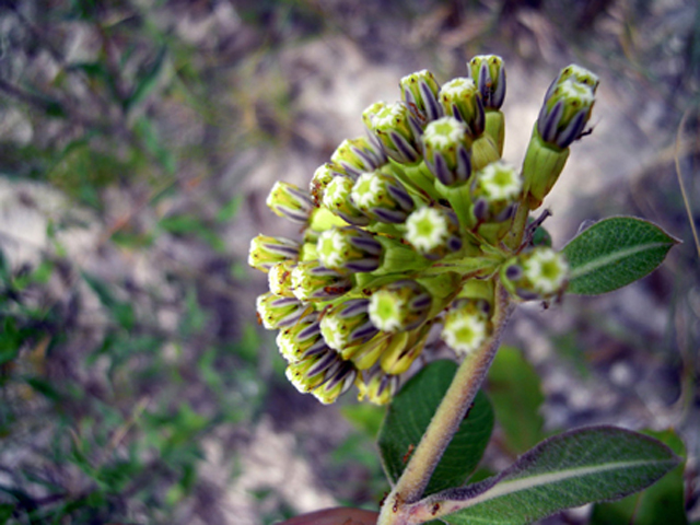 Asclepias viridiflora (Green comet milkweed) #31299