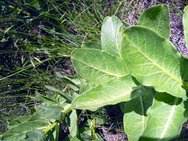Asclepias viridis (Green milkweed) #31300