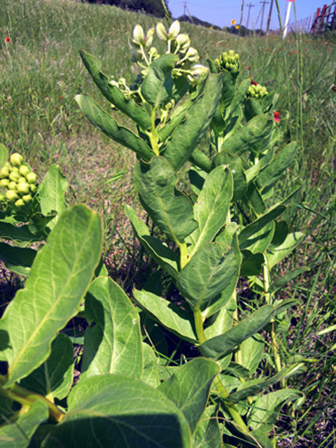 Asclepias viridis (Green milkweed) #31301