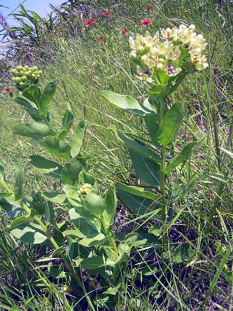 Asclepias viridis (Green milkweed) #31302