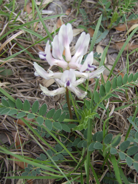 Astragalus crassicarpus var. berlandieri (Berlandier's groundplum) #31303