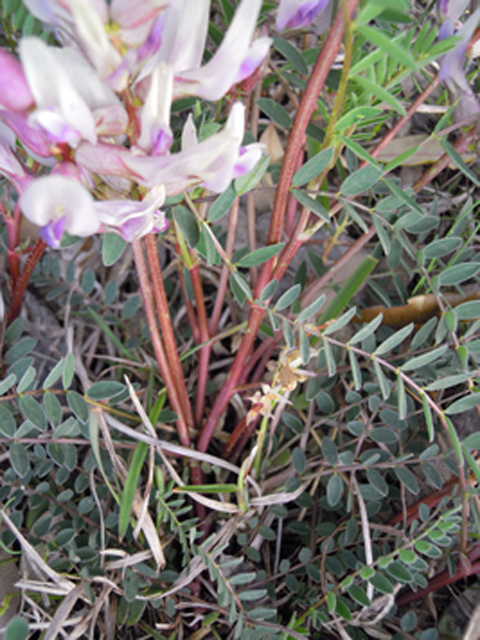 Astragalus crassicarpus var. berlandieri (Berlandier's groundplum) #31305