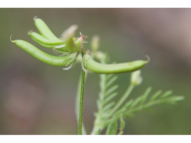 Astragalus nuttallianus (Nuttall's milkvetch) #31311