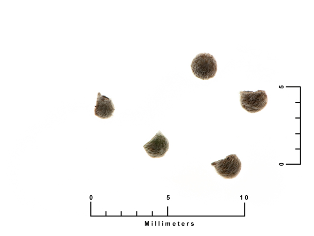 Agalinis edwardsiana (Plateau false foxglove) #26872