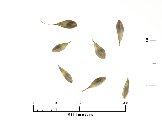 Carex cherokeensis (Cherokee sedge) #26921