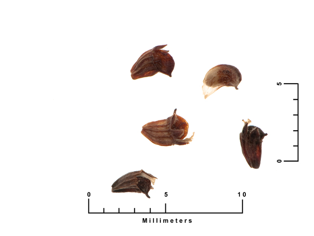 Dalea multiflora (Roundhead prairie clover) #26958