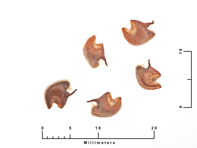 Malvastrum aurantiacum (Wright's false mallow) #27049