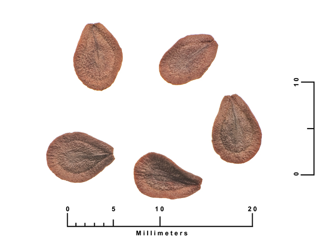 Matelea reticulata (Pearl milkweed vine) #27053