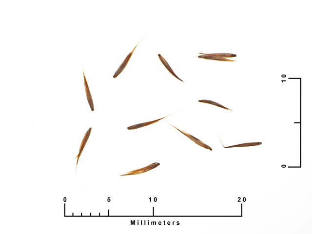 Muhlenbergia reverchonii (Seep muhly) #27063