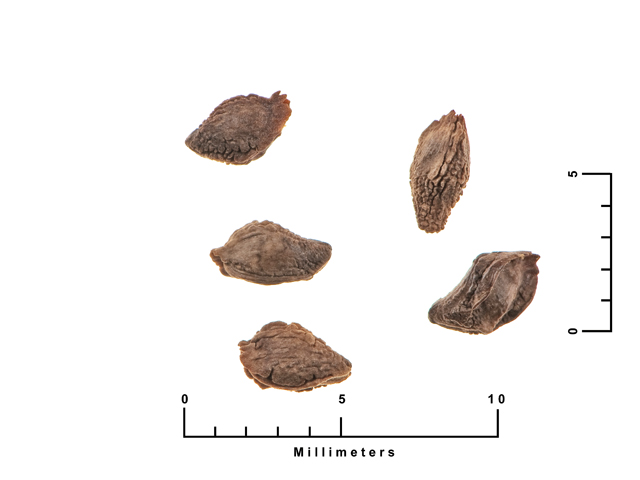 Oenothera macrocarpa ssp. macrocarpa (Bigfruit evening-primrose) #27073
