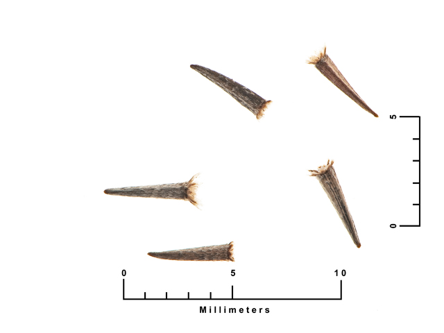 Palafoxia callosa (Small palafox) #27076