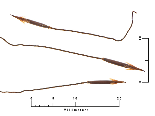 Piptochaetium avenaceum (Blackseed speargrass) #27099