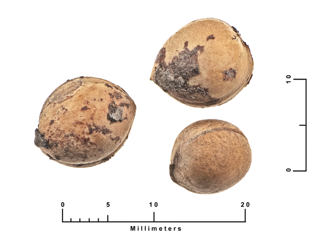 Prunus minutiflora (Texas almond) #27108