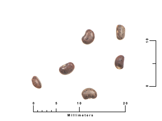 Rhynchosia minima (Least snoutbean) #27115