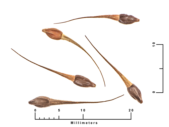 Rhynchospora corniculata (Shortbristle horned beaksedge) #27116