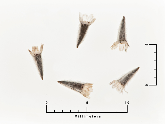 Schkuhria pinnata var. guatemalensis (Wislizenus' false threadleaf) #27140
