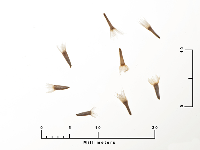 Tetraneuris scaposa (Four-nerve daisy) #27172