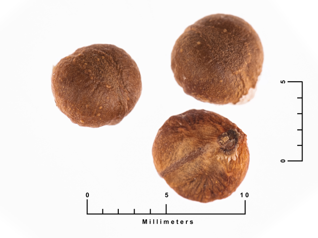 Ampelopsis cordata (Heartleaf peppervine) #87430