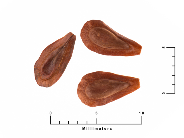 Asclepias incarnata (Swamp milkweed) #87444