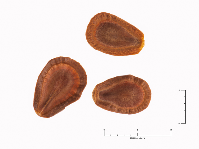 Asclepias oenotheroides (Zizotes milkweed) #87447