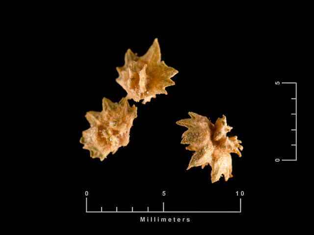 Atriplex cristata (Crested saltbush) #87451