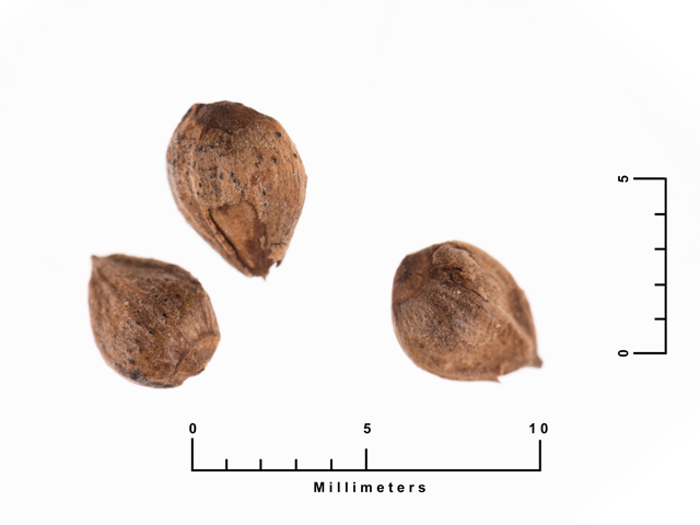 Carpinus caroliniana (American hornbeam) #87463