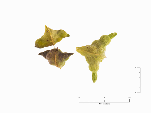 Cleomella longipes (Chiricahua mountain stinkweed) #87476