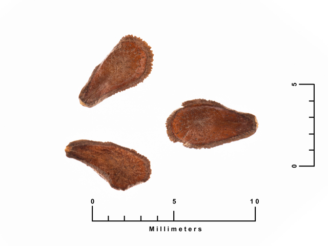 Cynanchum barbigerum (Bearded swallow-wort) #87486