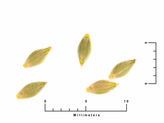 Eriochloa sericea (Texas cupgrass) #87510