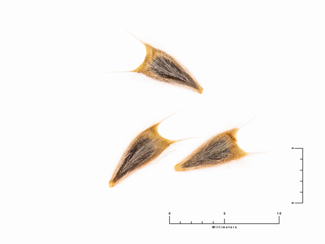 Geraea canescens (Hairy desert-sunflower) #87525