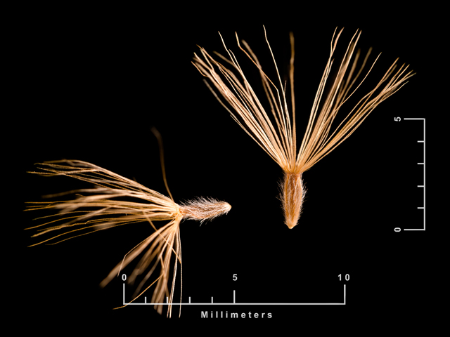 Heterotheca canescens (Hoary false goldenaster) #87536
