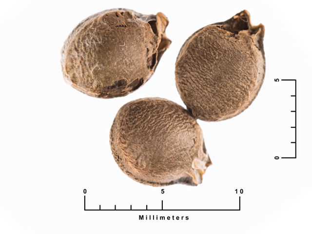 Ibervillea lindheimeri (Balsam gourd) #87542