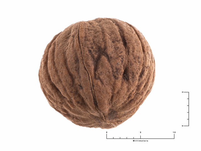 Juglans microcarpa (Little walnut) #87547