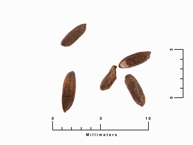 Mentzelia oligosperma (Stick-leaf) #87572