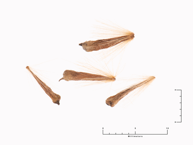 Platanus occidentalis (American sycamore) #87597