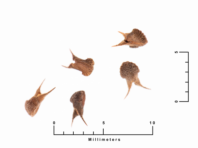 Sida spinosa (Prickly fanpetals) #87625