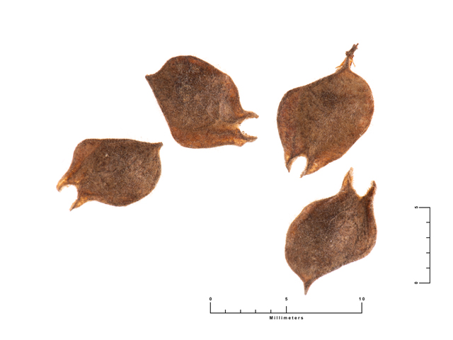 Ulmus crassifolia (Cedar elm) #87647